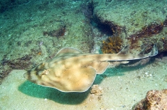 Banded Guitarfish (Zapteryx exasperata) Banded Guitarfish (Zapteryx exasperata)