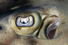 Banded Guitarfish (Zapteryx exasperata) Banded Guitarfish (Zapteryx exasperata)