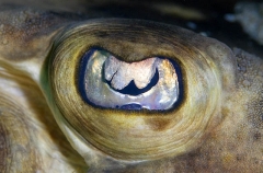 Banded Guitarfish (Zapteryx exasperata) Banded Guitarfish (Zapteryx exasperata)