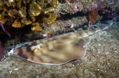 Banded Guitarfish (Zapteryx exasperata) Banded Guitarfish (Zapteryx exasperata)