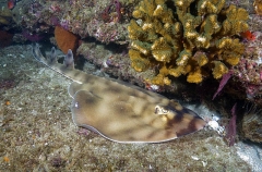 Banded Guitarfish (Zapteryx exasperata) Banded Guitarfish (Zapteryx exasperata)