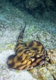 Banded Guitarfish (Zapteryx exasperata) Banded Guitarfish (Zapteryx exasperata)