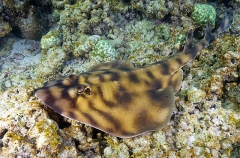 Banded Guitarfish (Zapteryx exasperata) Banded Guitarfish (Zapteryx exasperata)