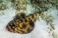 Banded Guitarfish (Zapteryx exasperata) Banded Guitarfish (Zapteryx exasperata)