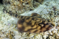 Banded Guitarfish (Zapteryx exasperata) Banded Guitarfish (Zapteryx exasperata)