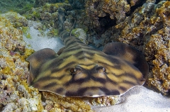 Banded Guitarfish (Zapteryx exasperata) Banded Guitarfish (Zapteryx exasperata)