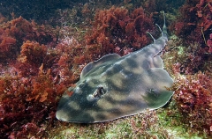 Banded Guitarfish (Zapteryx exasperata) Banded Guitarfish (Zapteryx exasperata)