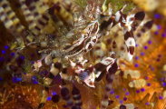 Zebra Urchin Crab (Zebrida adamsii) Zebra Urchin Crab (Zebrida adamsii)
