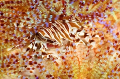 Zebra Urchin Crab (Zebrida adamsii) Zebra Urchin Crab (Zebrida adamsii)