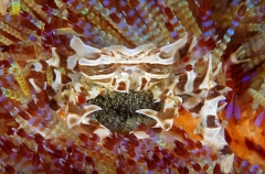 Zebra Urchin Crab (Zebrida adamsii) Zebra Urchin Crab (Zebrida adamsii)