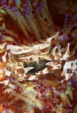 Zebra Urchin Crab (Zebrida adamsii) Zebra Urchin Crab (Zebrida adamsii)