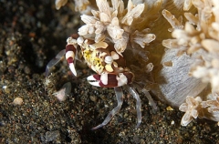 Zebra Urchin Crab (Zebrida adamsii) Zebra Urchin Crab (Zebrida adamsii)
