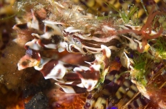 Zebra Urchin Crab (Zebrida adamsii) Zebra Urchin Crab (Zebrida adamsii)