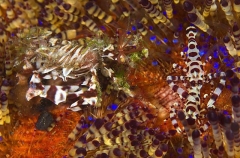 Zebra Urchin Crab (Zebrida adamsii) Zebra Urchin Crab (Zebrida adamsii)