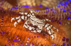Zebra Urchin Crab (Zebrida adamsii) Zebra Urchin Crab (Zebrida adamsii)