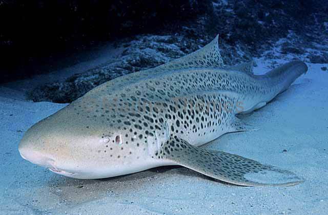 zebra shark length