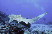 Zebra Shark (Stegostoma fasciatum) Zebra Shark (Stegostoma fasciatum)