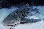 Zebra Shark (Stegostoma fasciatum) Zebra Shark (Stegostoma fasciatum)