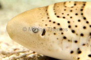 Zebra Shark (Stegostoma fasciatum) Zebra Shark (Stegostoma fasciatum)