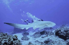 Zebra Shark (Stegostoma fasciatum) Zebra Shark (Stegostoma fasciatum)