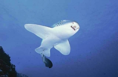 Zebra Shark (Stegostoma fasciatum)
