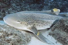 Zebra Shark (Stegostoma fasciatum) Zebra Shark (Stegostoma fasciatum)
