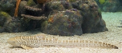 Zebra Shark (Stegostoma fasciatum)