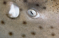 Zebra Shark (Stegostoma fasciatum)