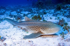 Zebra Shark (Stegostoma fasciatum) Zebra Shark (Stegostoma fasciatum)