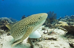 Zebra Shark (Stegostoma fasciatum) Zebra Shark (Stegostoma fasciatum)